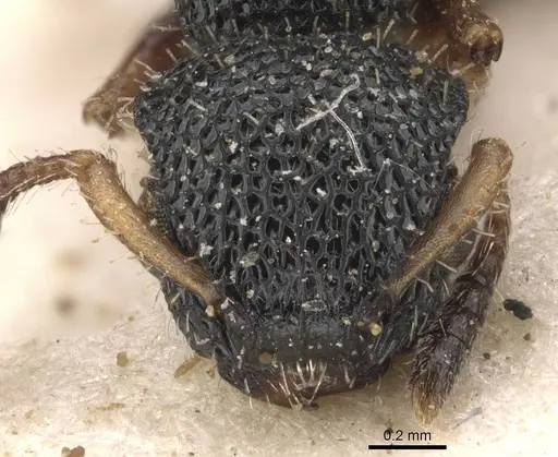 Procryptocerus belti - CASENT0909243