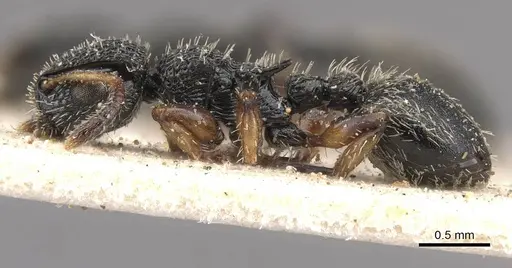 Procryptocerus belti - CASENT0909243