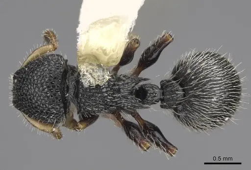 Procryptocerus belti - CASENT0914487