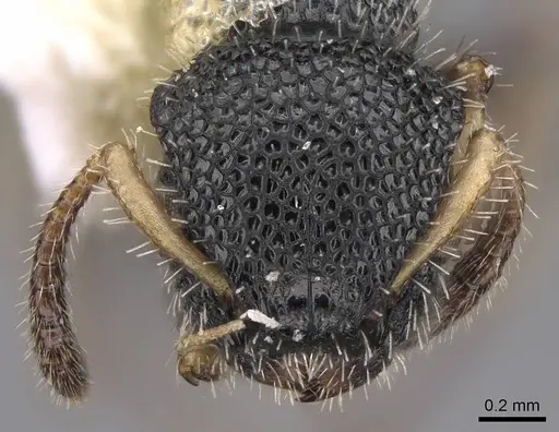 Procryptocerus belti - CASENT0914487