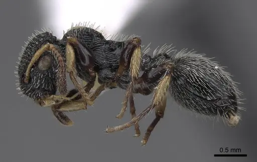 Procryptocerus belti - CASENT0914487