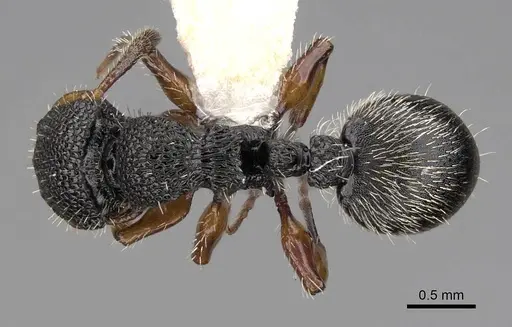 Procryptocerus belti - CASENT0922618