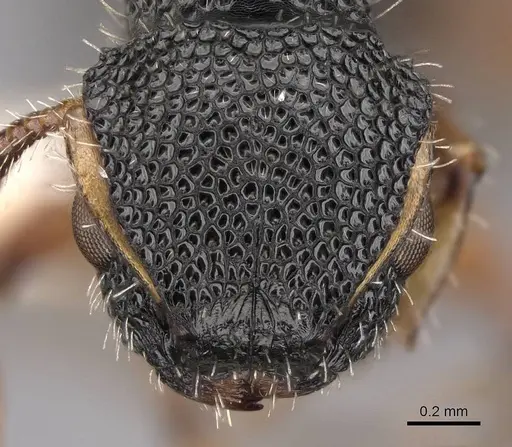 Procryptocerus belti - CASENT0922618