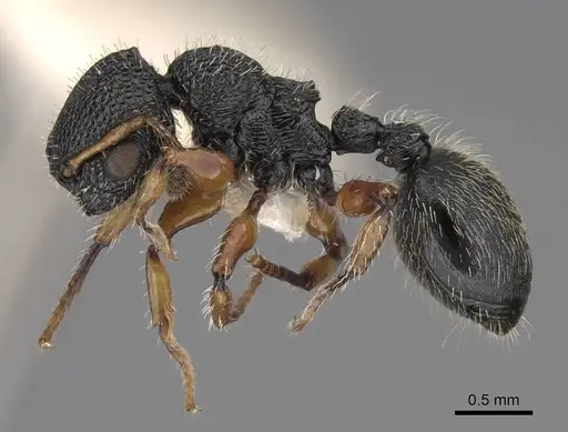 Procryptocerus belti - CASENT0922618