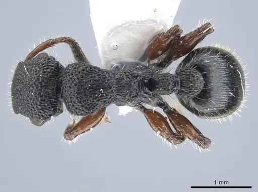 Procryptocerus carbonarius specimen