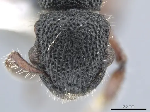 Procryptocerus carbonarius specimen