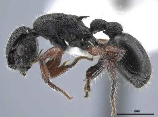 Procryptocerus carbonarius specimen