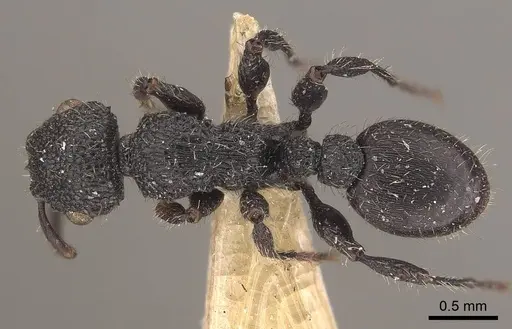 Procryptocerus carbonarius - CASENT0919590