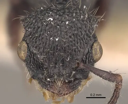 Procryptocerus carbonarius - CASENT0919590