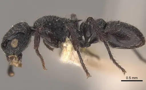 Procryptocerus carbonarius - CASENT0919590