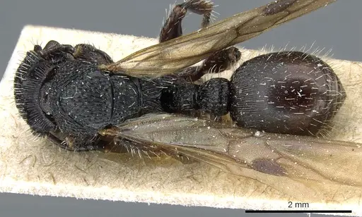 Procryptocerus clathratus specimen