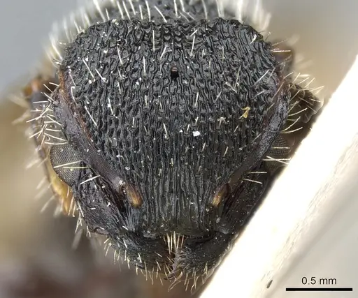 Procryptocerus clathratus specimen