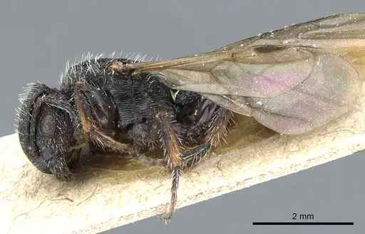 Procryptocerus clathratus specimen