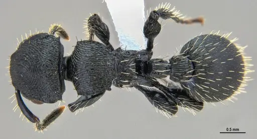 Procryptocerus convergens specimen