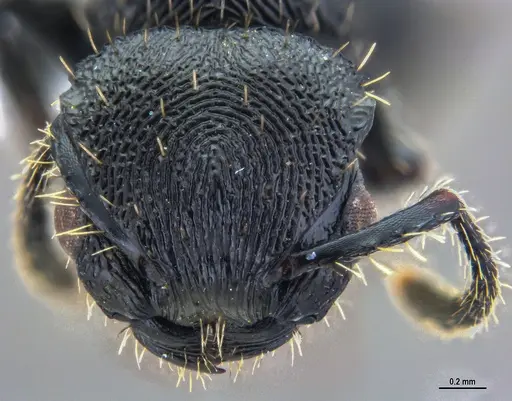 Procryptocerus convergens specimen