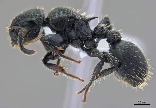 Procryptocerus convergens specimen