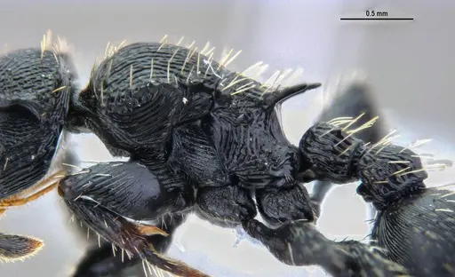 Procryptocerus convergens - ANTWEB1047386