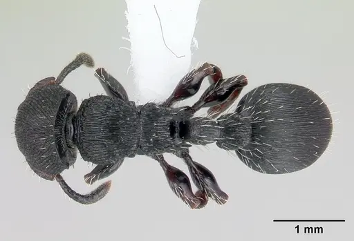 Procryptocerus convergens - CASENT0178628