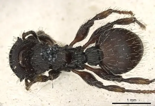 Procryptocerus convergens - CASENT0900228