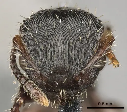 Procryptocerus convergens - CASENT0900228