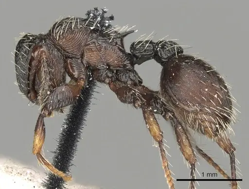 Procryptocerus convergens - CASENT0900228