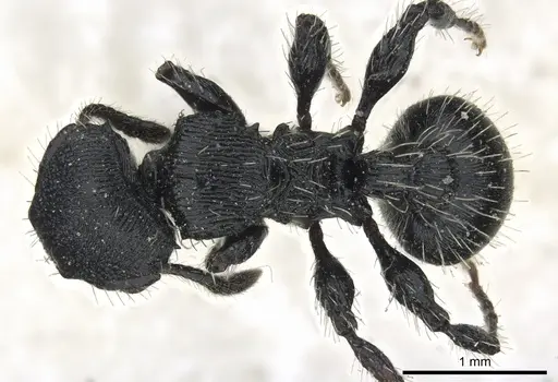 Procryptocerus convergens - CASENT0904889