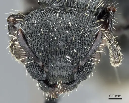 Procryptocerus convergens - CASENT0904889