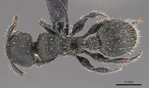 Procryptocerus convergens - CASENT0909253