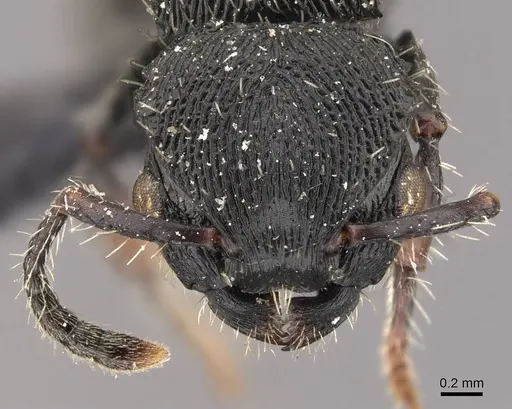 Procryptocerus convergens - CASENT0909253