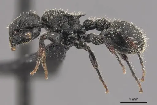 Procryptocerus convergens - CASENT0909253