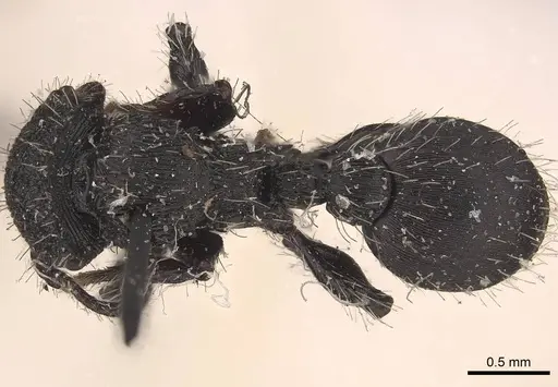 Procryptocerus convergens - CASENT0919591