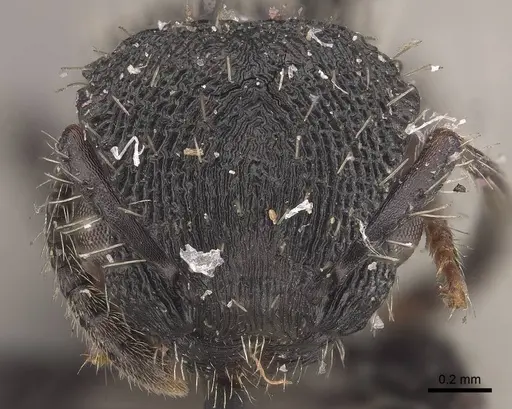 Procryptocerus convergens - CASENT0919591