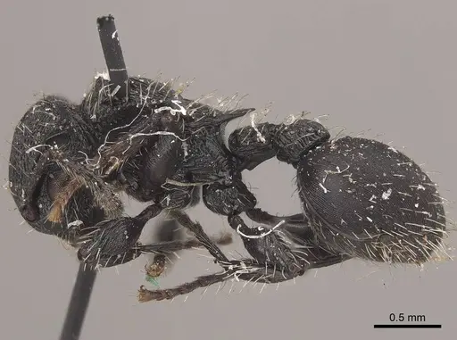 Procryptocerus convergens - CASENT0919591