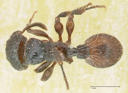 Procryptocerus convergens - FOCOL2116