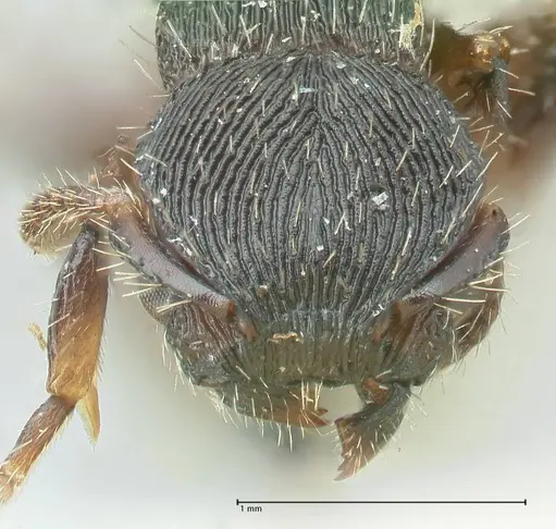 Procryptocerus convergens - FOCOL2116