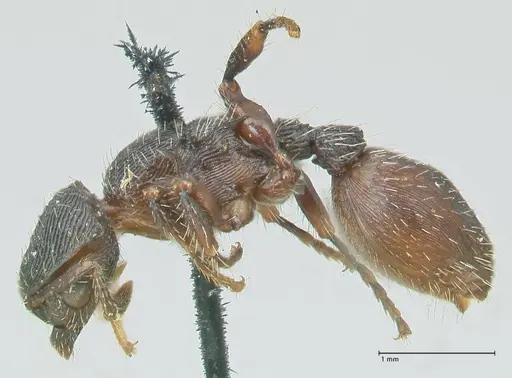 Procryptocerus convergens - FOCOL2116