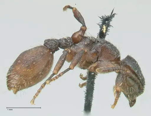 Procryptocerus convergens - FOCOL2116