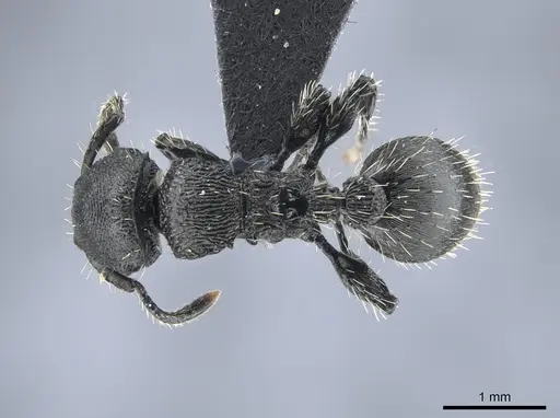 Procryptocerus convergens - UFV-LABECOL-000638