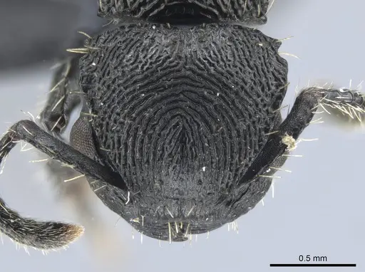 Procryptocerus convergens - UFV-LABECOL-000638