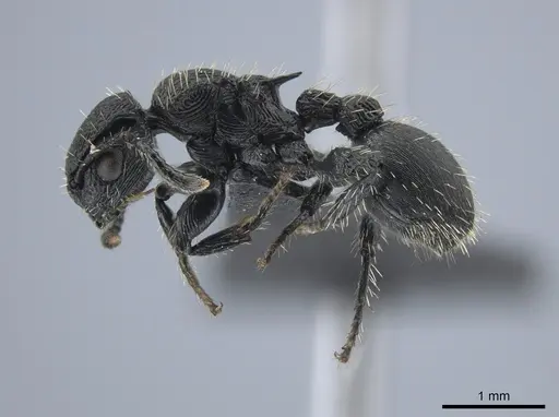 Procryptocerus convergens - UFV-LABECOL-000638