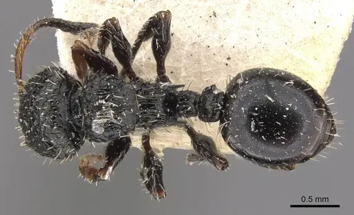 Procryptocerus convexus specimen