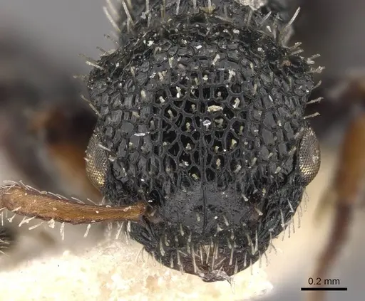 Procryptocerus convexus specimen