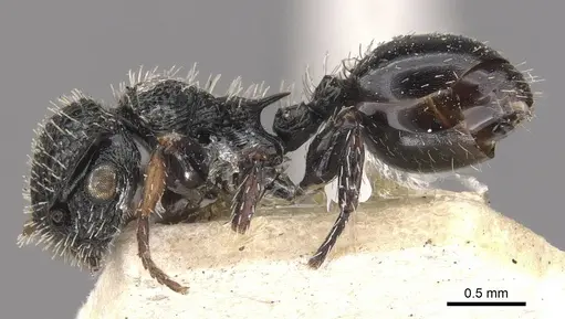 Procryptocerus convexus specimen