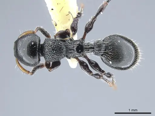 Procryptocerus coriarius specimen