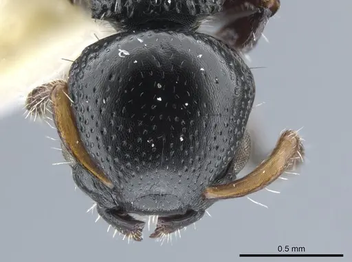 Procryptocerus coriarius specimen