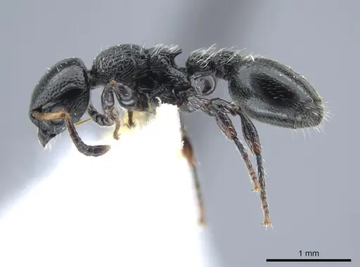 Procryptocerus coriarius specimen