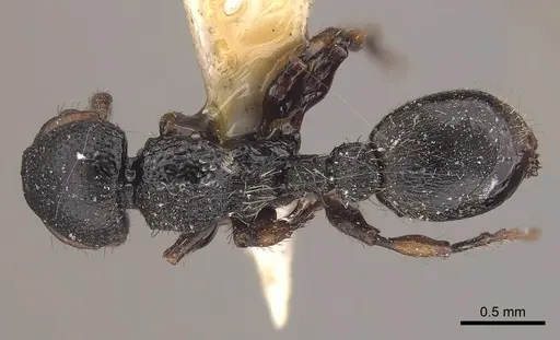 Procryptocerus coriarius - CASENT0919592