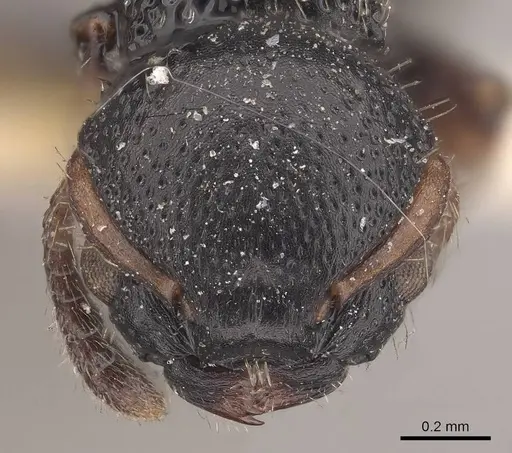 Procryptocerus coriarius - CASENT0919592