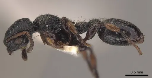 Procryptocerus coriarius - CASENT0919592