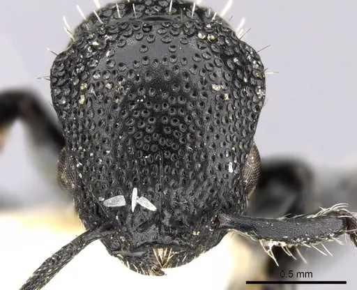 Procryptocerus eladio specimen